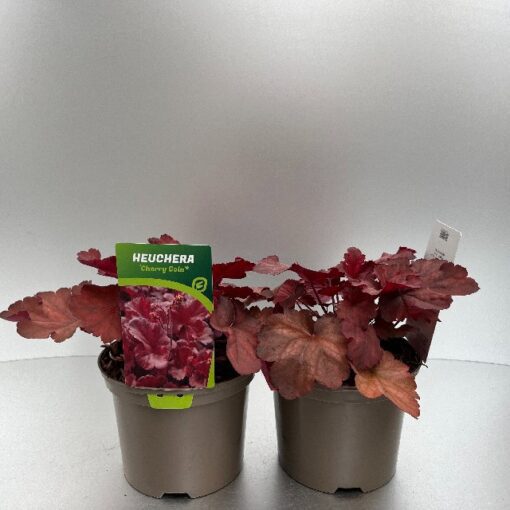 Heuchera Cherry Cola
