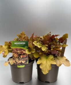 Heuchera Marmalade