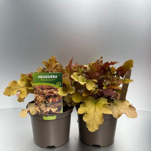 Heuchera Marmalade