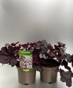 Heuchera Plum Pudding