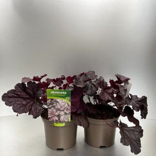 Heuchera Plum Pudding
