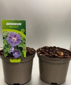 Geranium Rozanne
