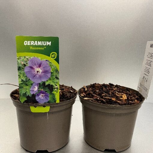 Geranium Rozanne