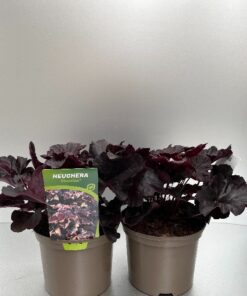 Heuchera Obsidian