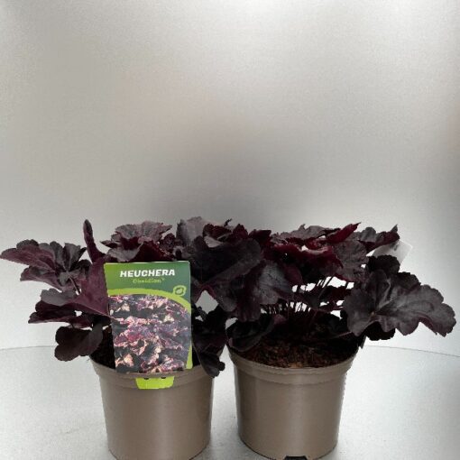 Heuchera Obsidian