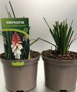 Kniphofia Orange Vanilla Popsicle