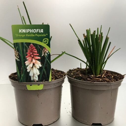 Kniphofia Orange Vanilla Popsicle