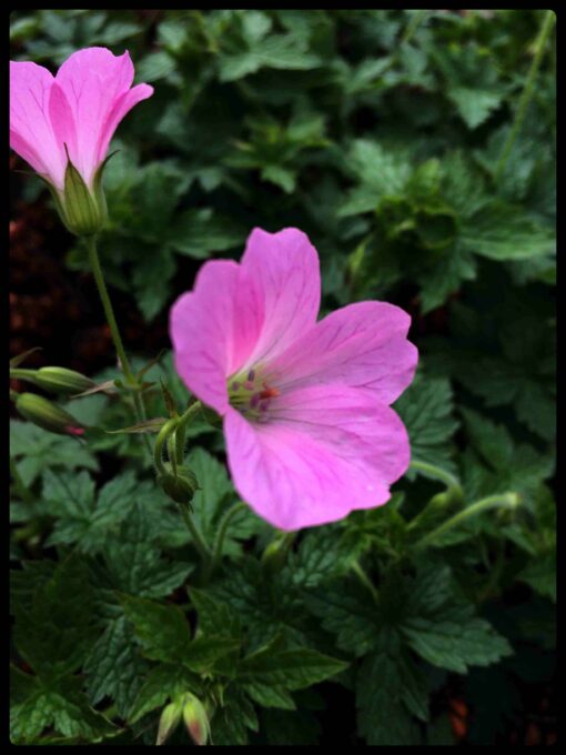Geranium Endressii Wargrave Pink - Bilde 2