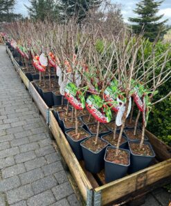 Frukttrær