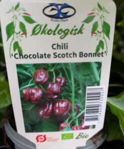 Chili "Chocolate Scotch Bonnet"