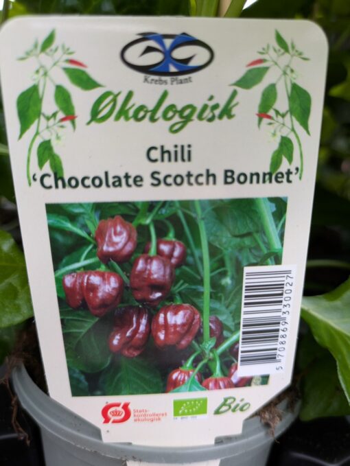 Chili "Chocolate Scotch Bonnet"