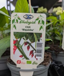 Chili "Biquinho"