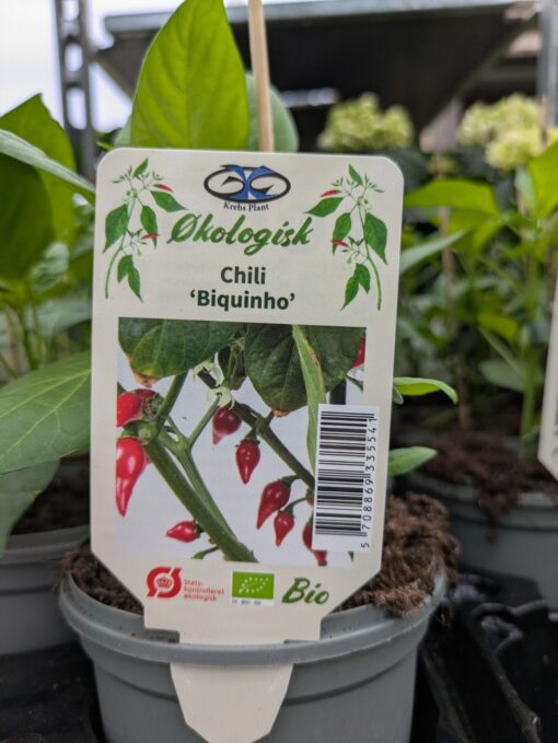 Chili "Biquinho"