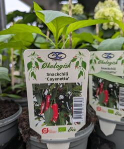 Snackchilli "Cayenetta"