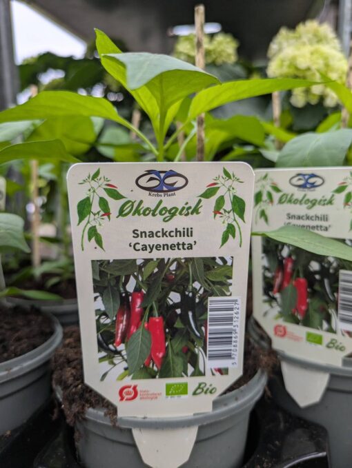 Snackchilli "Cayenetta"